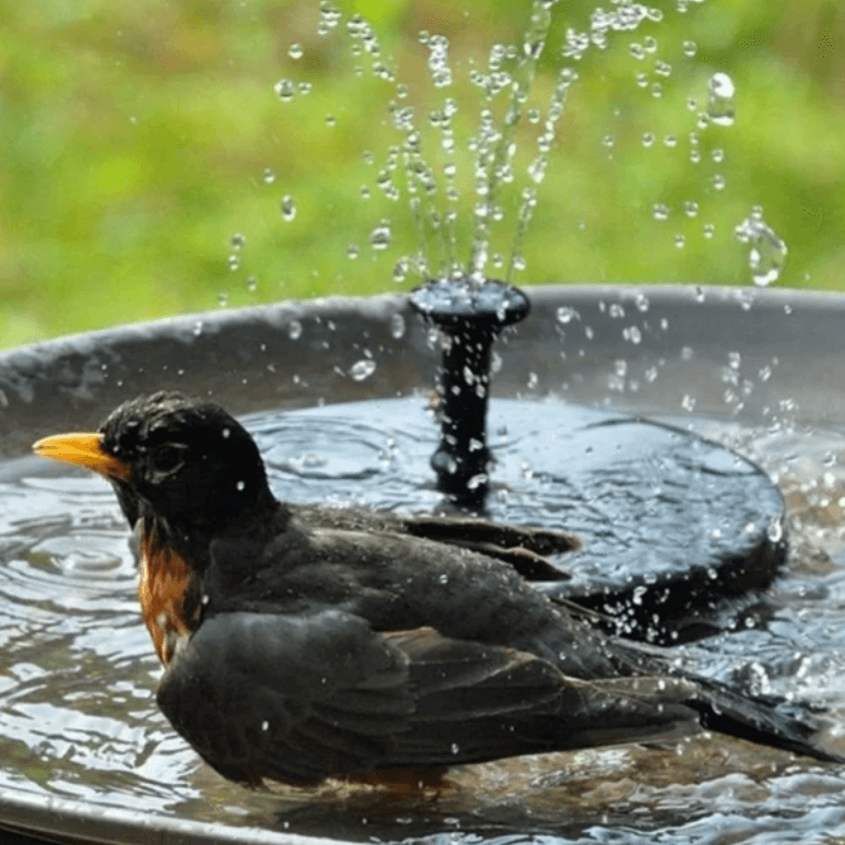 Fontaine Solaire à Énergie LED