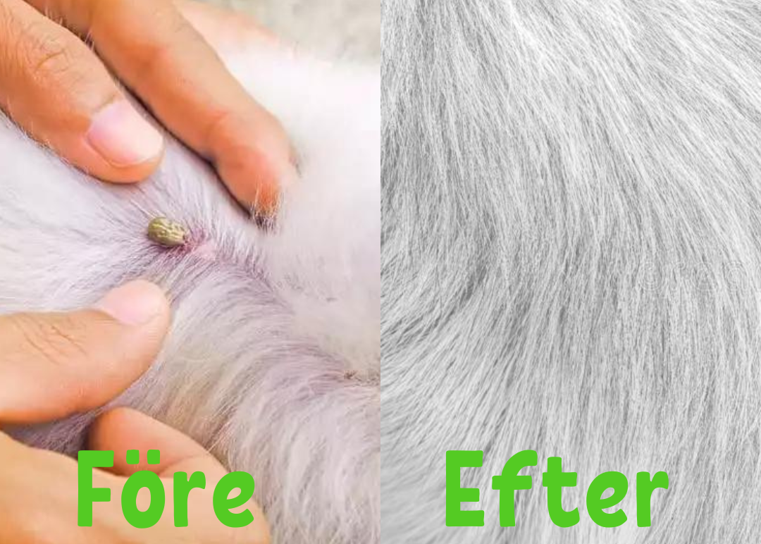 FleaShield - Collier Antiparasitaire Chien et Chat