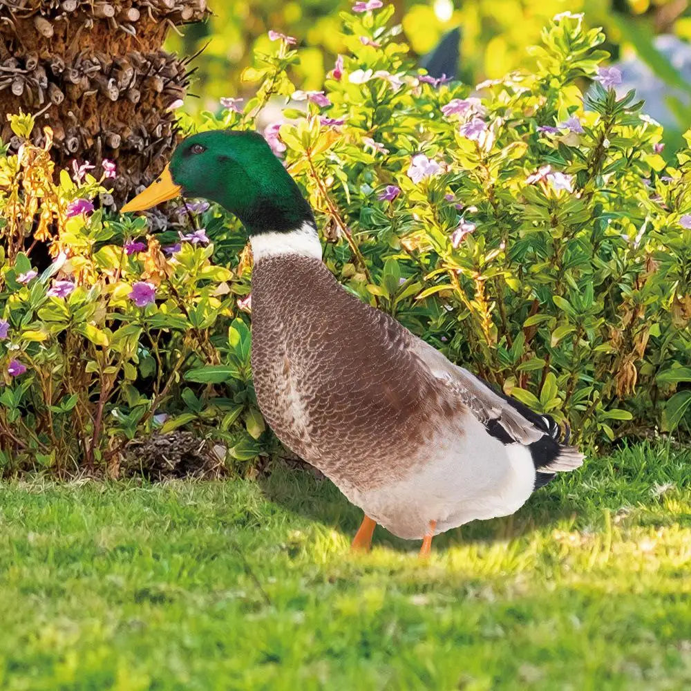 Décoration Canard d'Extérieur