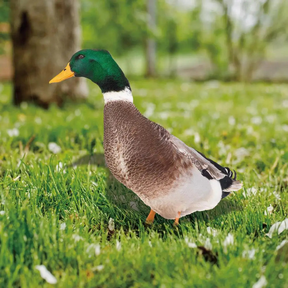 Décoration Canard d'Extérieur