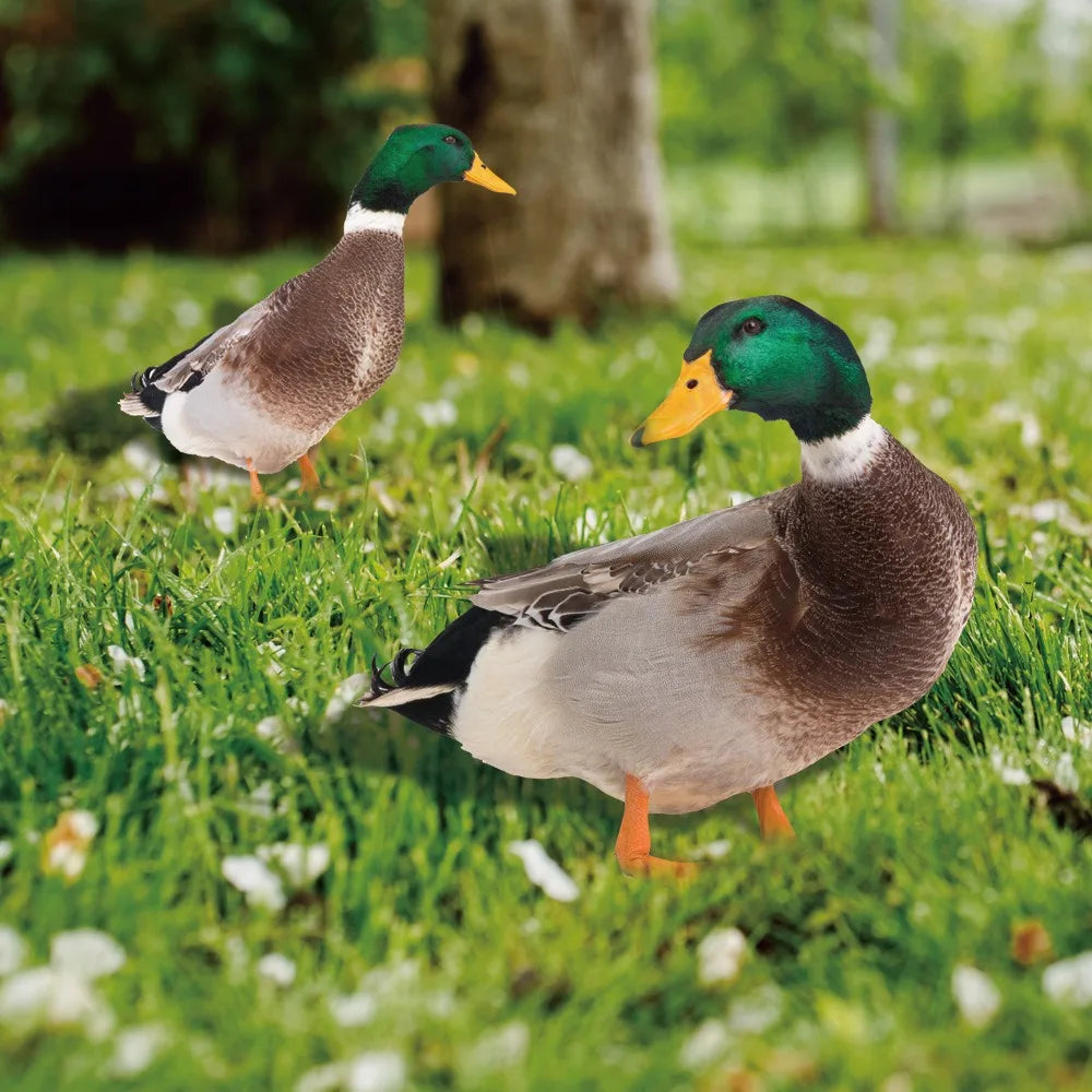 Décoration Canard d'Extérieur