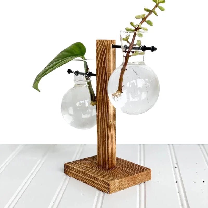 Vase hydroponique en verre sur support en bois
