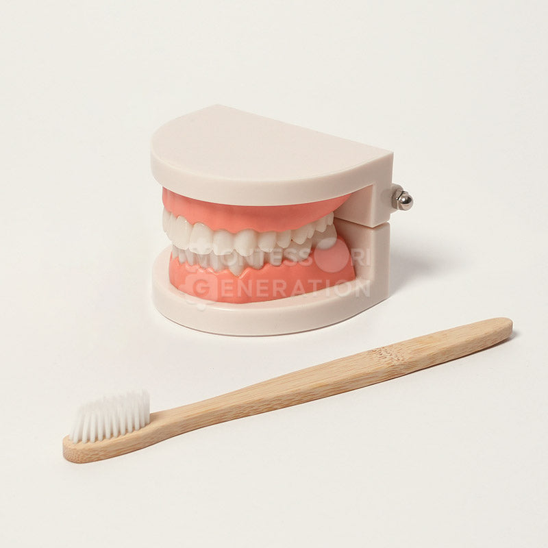Toy Teeth Model with Toothbrush, Ages 2+