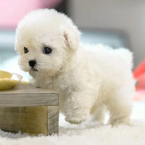 Peluche interactive chiot realiste