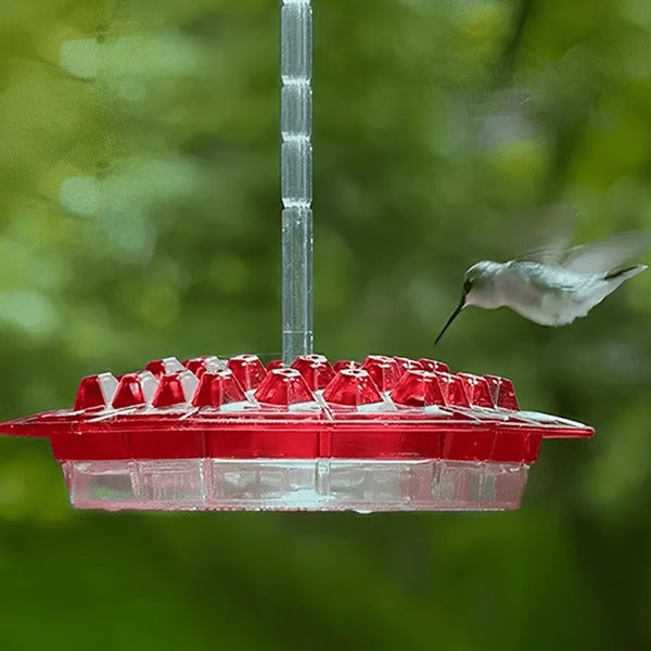 Mangeoire à Colibris avec Douve Anti-Fourmis