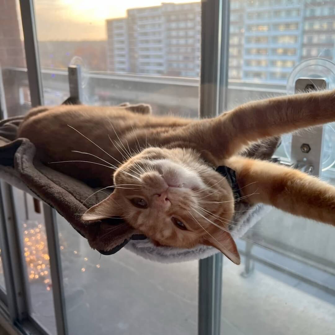 Catswing Foldable Cat Hammock