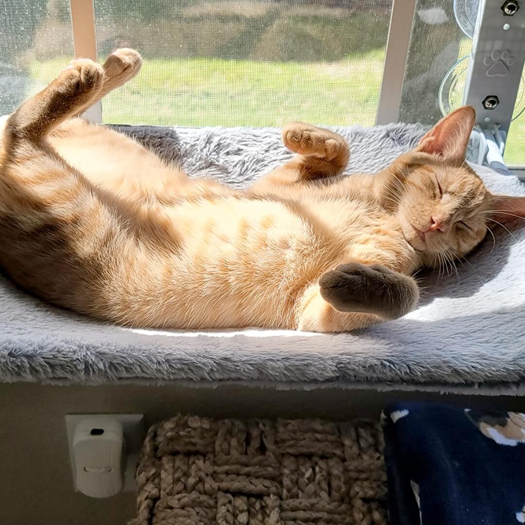 Catswing Foldable Cat Hammock