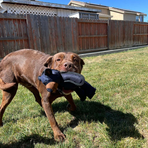 Jouet pour chien robuste avec couineur, ours ou crocodile