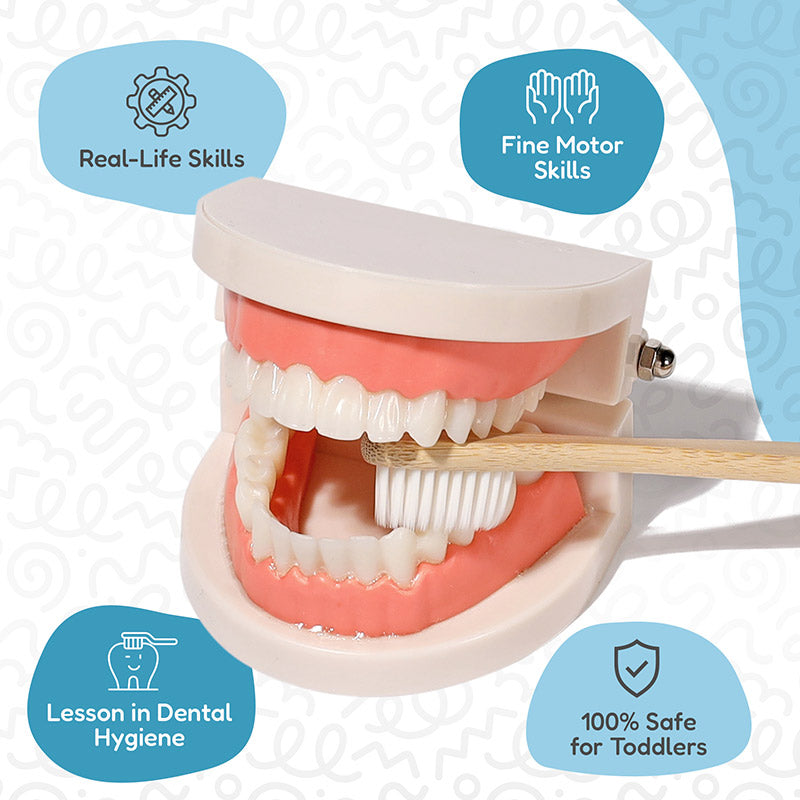 Toy Teeth Model with Toothbrush, Ages 2+