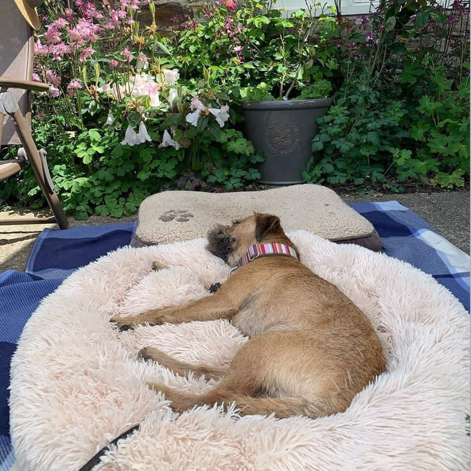 Coussin pour chien en peluche, housse lavable
