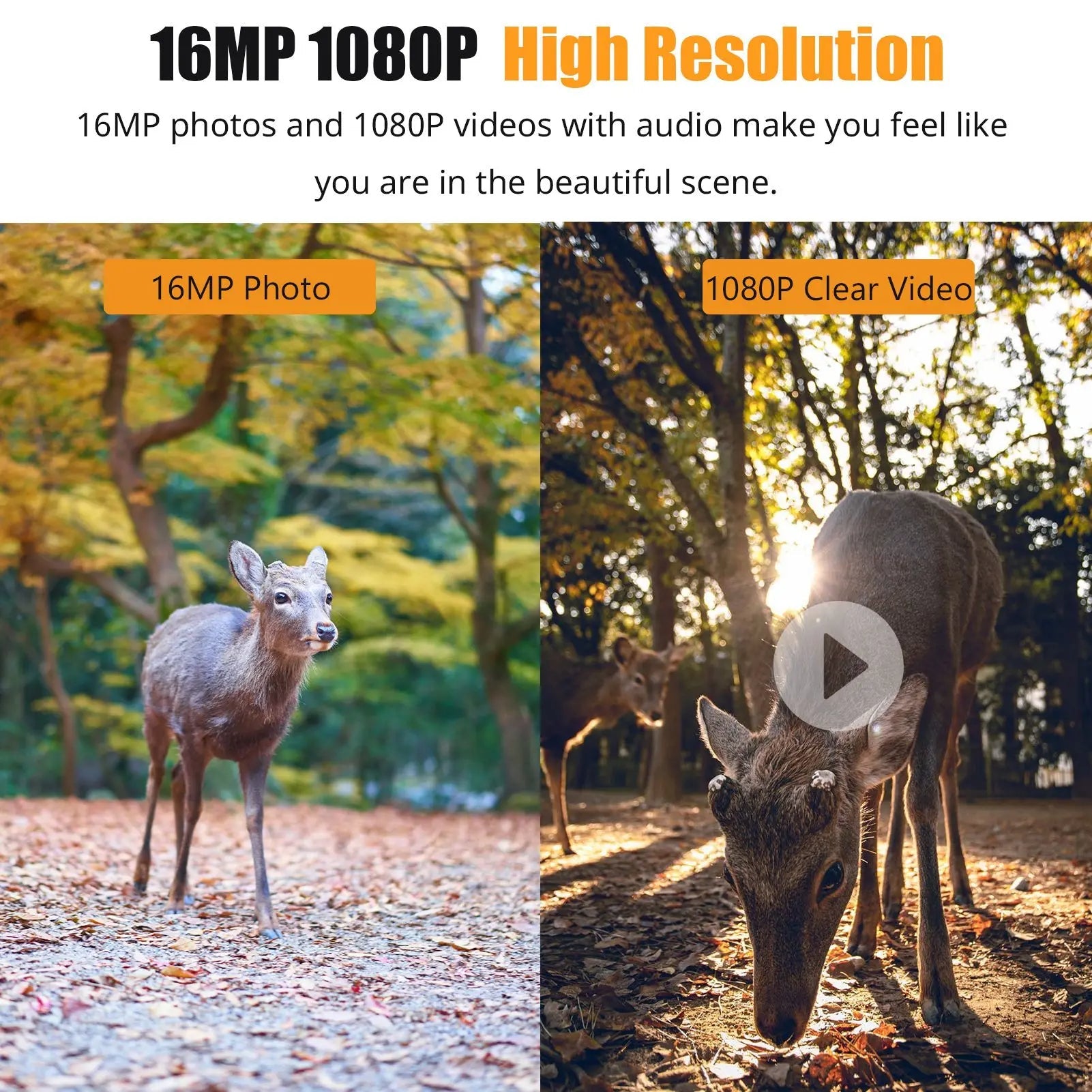 Caméra de Chasse Vision Nocturne 1080P