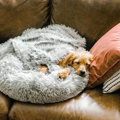 Coussin pour chien en peluche, housse lavable
