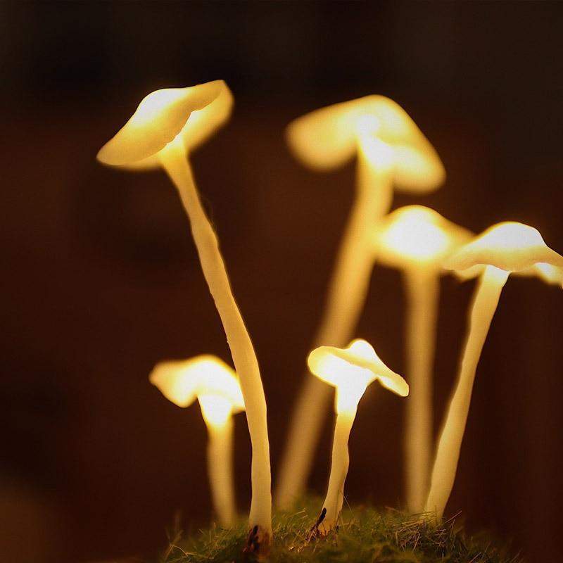 Lampe Champignon à Assembler en Verre et Bois