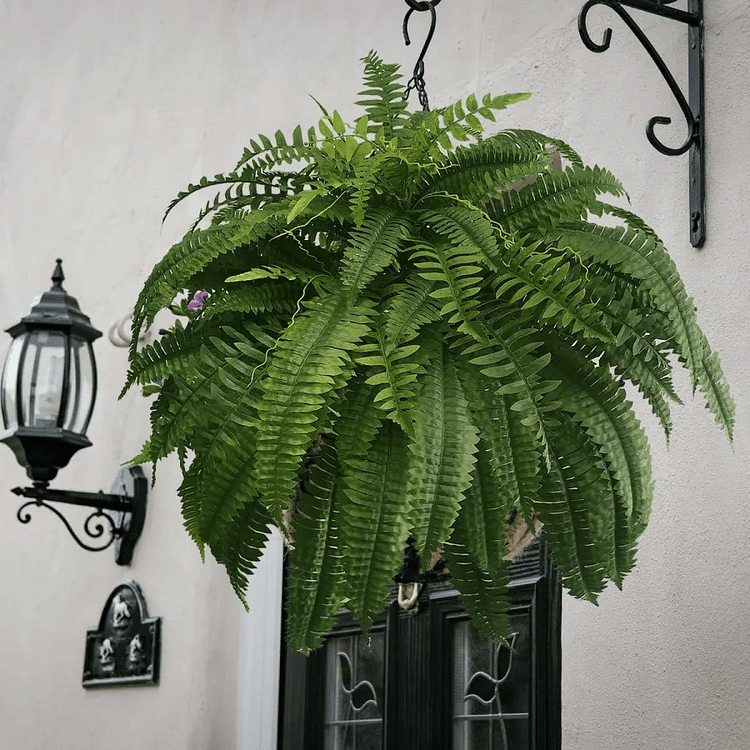 Fougère Artificielle de Boston en Plastique Résistant aux UV | Plante Élégante et Durable pour Décoration Extérieure Luxueuse 1