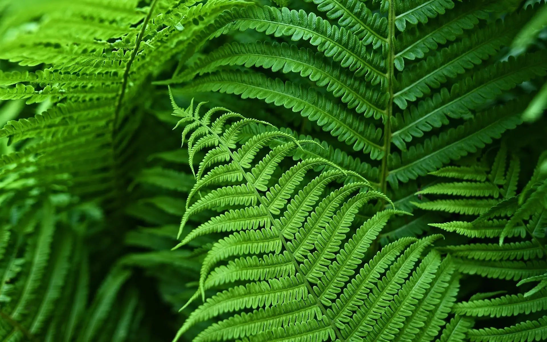 Fougère Artificielle de Boston en Plastique Résistant aux UV | Plante Élégante et Durable pour Décoration Extérieure Luxueuse 2