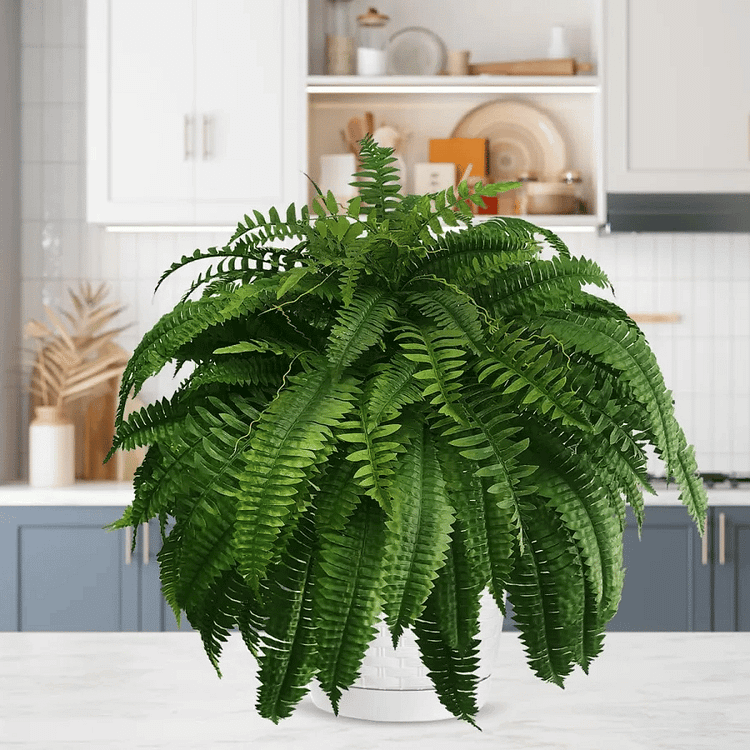 Fougère Artificielle de Boston en Plastique Résistant aux UV | Plante Élégante et Durable pour Décoration Extérieure Luxueuse 3