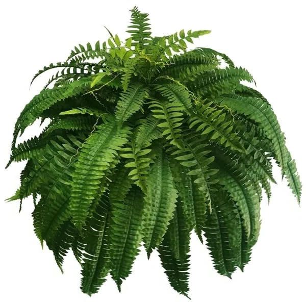 Fougère Artificielle de Boston en Plastique Résistant aux UV | Plante Élégante et Durable pour Décoration Extérieure Luxueuse 5