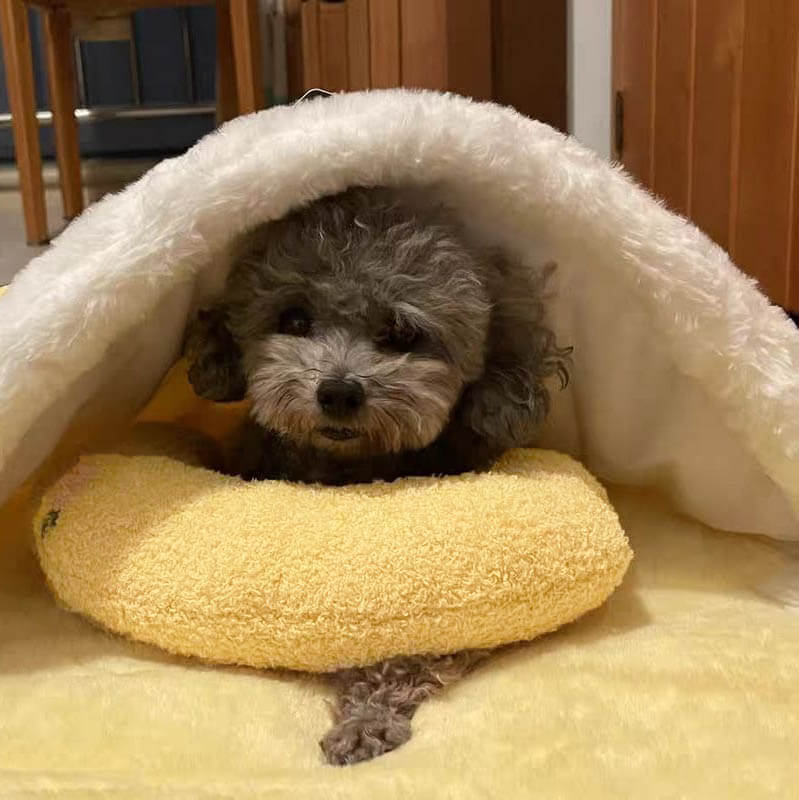 PetEase Luxe - Panier Confort pour Chien