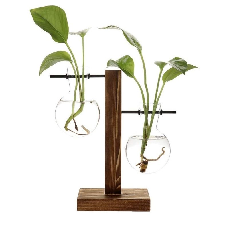 Vase hydroponique en verre sur support en bois