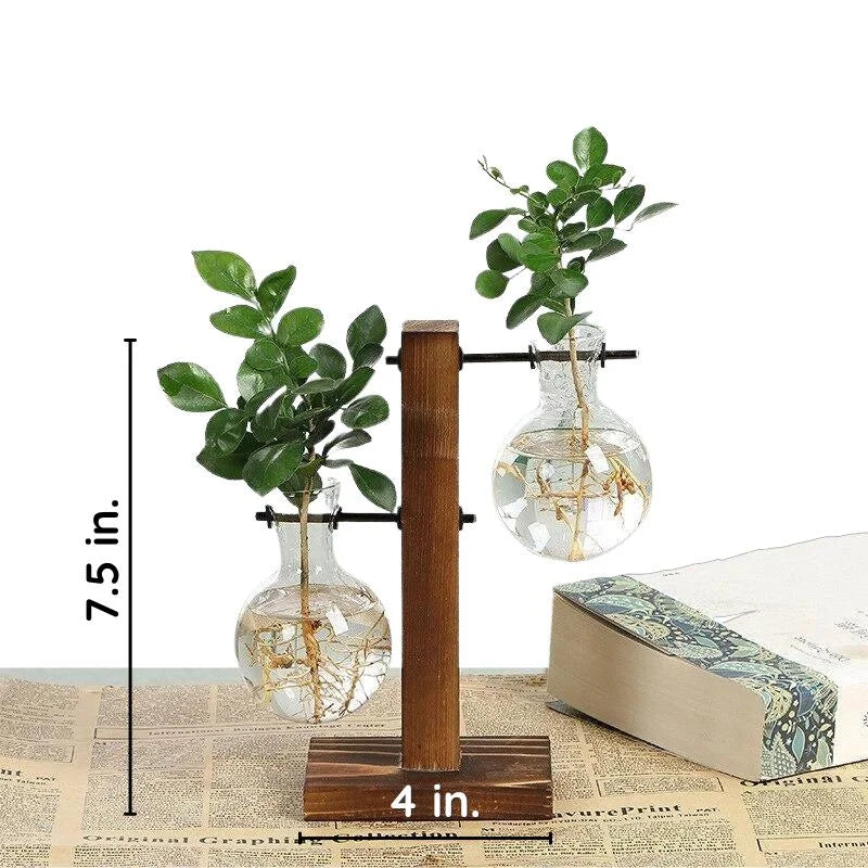 Vase hydroponique en verre sur support en bois