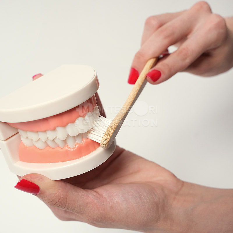 Toy Teeth Model with Toothbrush, Ages 2+