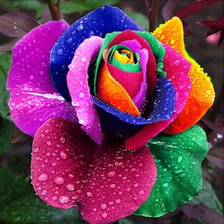 Graines de Roses Arc-en-Ciel