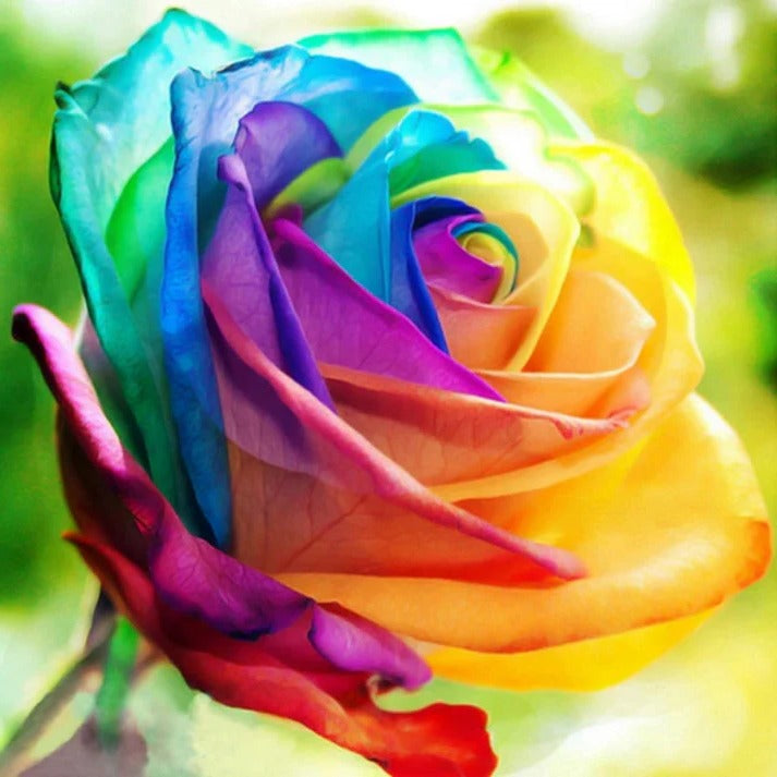 Graines de Roses Arc-en-Ciel