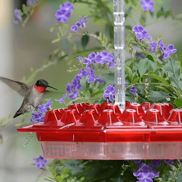 Mangeoire à Colibris avec Douve Anti-Fourmis