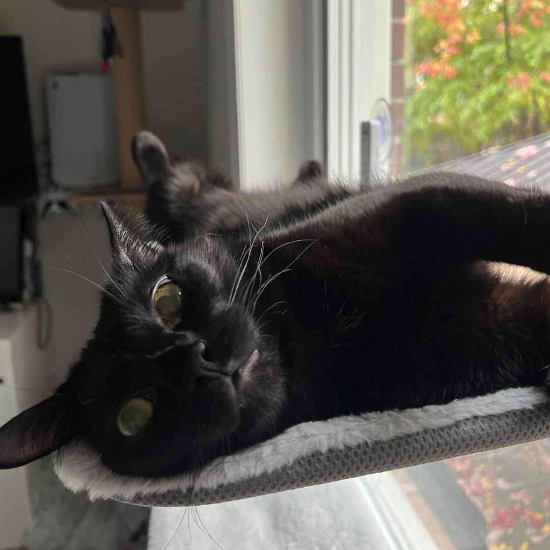 Catswing Foldable Cat Hammock