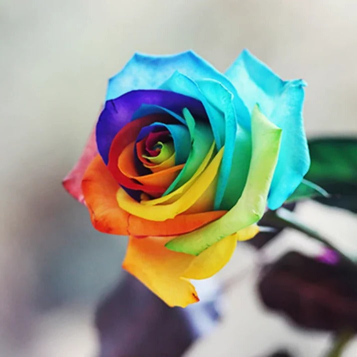 Graines de Roses Arc-en-Ciel