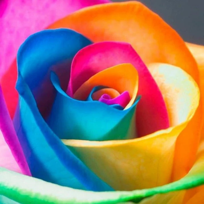 Graines de Roses Arc-en-Ciel