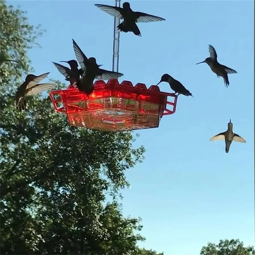 Hummingbird Feeder with Ant Protection, Hanging