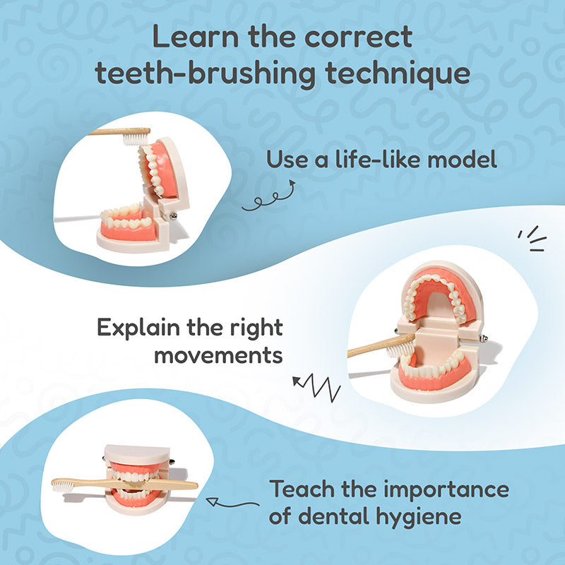 Toy Teeth Model with Toothbrush, Ages 2+
