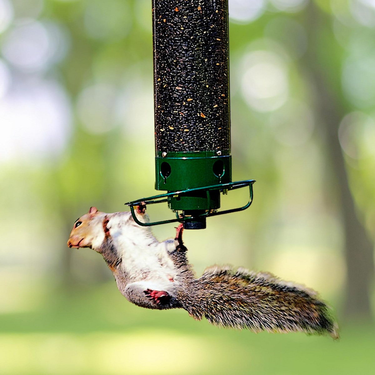 Mangeoire à oiseaux anti-écureuils en métal