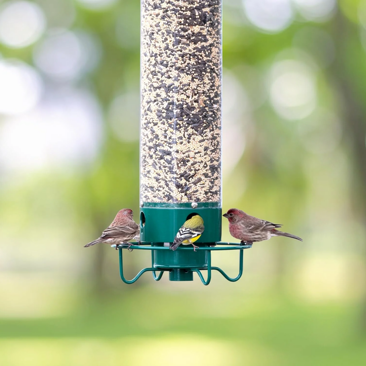 Mangeoire à oiseaux anti-écureuils en métal