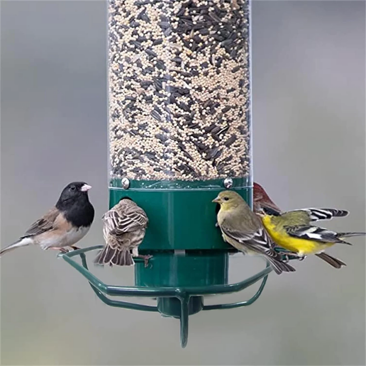 Mangeoire à oiseaux anti-écureuils en métal